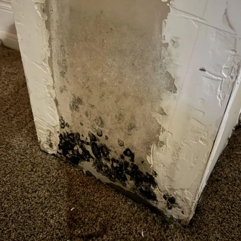 Professional Mold Removal in Robstown, TX